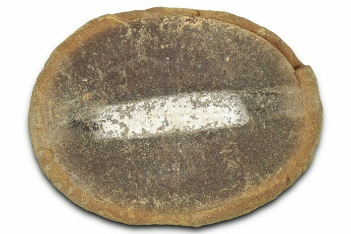 Pennsylvanian Worm Fossil - Mazon Creek #325924